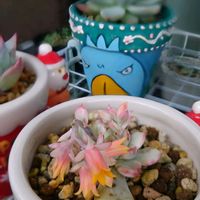 エケベリア,お花,錦の日,ベランダの画像