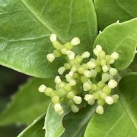 センリョウ,千両の花,センリョウ（千両）の画像