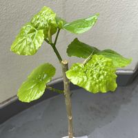ウンベラータ,観葉植物,新芽,強剪定の画像