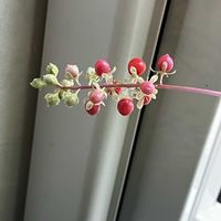 カランコエ,カランコエ,ヒペリカム,ヒペリカム,元気になれそうの画像