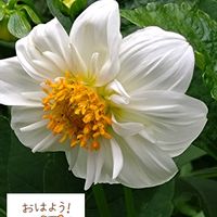 ダリア,白い花,プランター栽培,ダリアの栽培,白い水曜日♡の画像