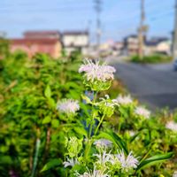 アルストロメリア,クローバー,ヒューケラ,変化朝顔,モナルダの画像