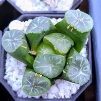 ハオルチア,多肉植物,ハオルチア属,多肉大好き,多肉植物とサボテンの画像