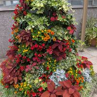 寄植え,お出掛け先,小さな庭,玄関アプローチ,庭の画像
