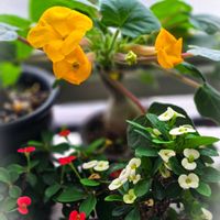 ハナキリン,花キリン,ユーフォルビア ミリー,ウンカリーナ ルーズリアナ,塊根植物の画像