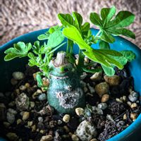 アデニア・グラウカ,塊根植物,コーデックス,塊根,アデニア属の画像