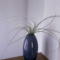 チランジア,エアプランツ,一輪挿し,asingleflowervase,階段/廊下の画像