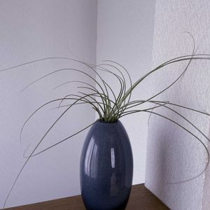 チランジア,エアプランツ,一輪挿し,asingleflowervase,階段/廊下の画像