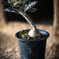 ユーフォルビア アンボボンベンシス,ユーフォルビア,塊根植物,コーデックス,塊根の画像
