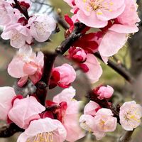アンズ,ギンバイカ,お出かけ先での画像