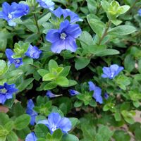 アメリカンブルー,芝生の庭,ウクライナに平和を,庭の画像