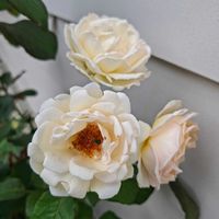 薫乃,花のある暮らし,害虫被害,ドライフラワーのある暮らし,犯人はどこへの画像