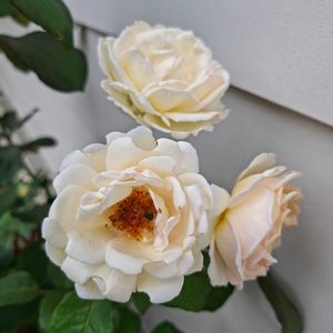 薫乃,花のある暮らし,害虫被害,ドライフラワーのある暮らし,犯人はどこへの画像