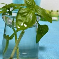 バジル,バジル,発根,水挿しの画像
