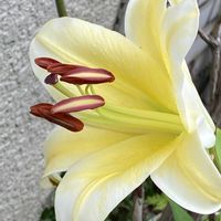 カサブランカ,お花に癒されて❤️の画像
