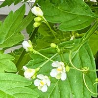 フウセンカズラ,フウセンカズラの花,フウセンカズラのツル,クルクル,プランター植えの画像