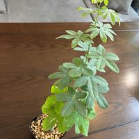 アデニア・グラウカ,アデニア属,和室の画像