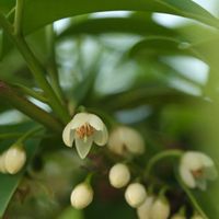 サカキ,サカキ,サカキの花,白い花,花のある暮らしの画像