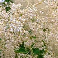シマトネリコ,シマトネリコ,ハナミズキの実,ナワシロイチゴ,シマトネリコの花の画像