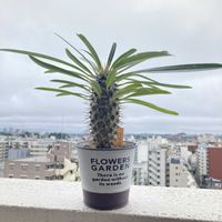 パキポディウム・ラメリー,パキポディウム・ラメリー,棉(わた),多肉植物,バルコニー/ベランダの画像