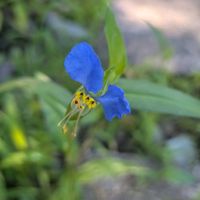 ツユクサ,紫陽花の真花,紫陽花の真花,紫陽花の真花,露草 ツユクサ つゆくさの画像
