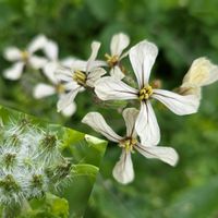 ルッコラ,リュウノヒゲ,ルッコラのお花,ルッコラの蕾,畑の画像