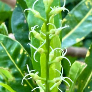 クロトン,クロトンのお花,雌花.,雌花.,ヘンヨウボク(クロトン)の画像
