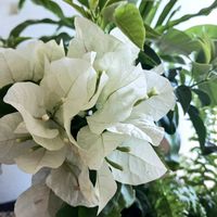 ブーゲンビリア,ブーゲンビリア,観葉植物,夏の花,葉っぱの画像