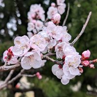 アンズ,ユスラウメ,ヤマモモ,アーモンド,杏(あんず)の画像