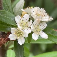 ピラカンサ,タチバナモドキ,山野草,樹木,バラ科の画像
