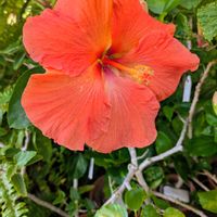 ハイビスカス,お花,お出かけ先の画像