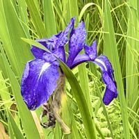 カキツバタ,山野草,上三依水性植物園の画像