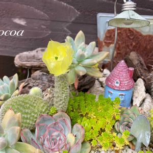 多肉大好き,多肉箱庭,サボテンの花,花のある暮らし,緑のある暮らしの画像