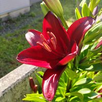 カサブランカ,ユキノシタ,スカシユリ,皿ヶ嶺キキョウ,花壇の画像