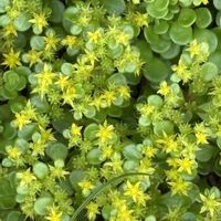 丸葉万年草,多肉植物,セダム属,チーム愛知の画像