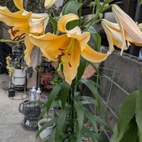 コリウス,サルビア,ペチュニア,ユリ,ルリマツリの画像