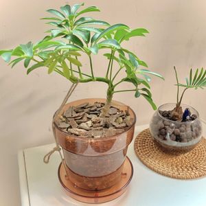 ソテツ,シェフレラ コンパクタ,観葉植物,ハイドロカルチャー,iPhone撮影の画像