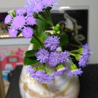アゲラタム,アゲラタム モナークマジック,いい香り,切り花を楽しむ,綺麗✨の画像