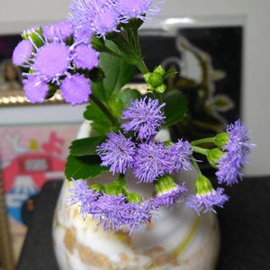アゲラタム,アゲラタム モナークマジック,いい香り,切り花を楽しむ,綺麗✨の画像