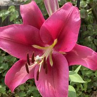花壇,フェンス,庭の画像