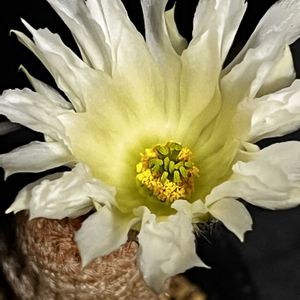 白花太陽,白花太陽,小さな幸せ♡,いつも、いいね!ありがとうございます(*´`)♡,いつも見てくれてありがとうございます❣️の画像