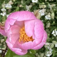 シャクヤク,オオテンニンギク,タイリンウツボグサの画像