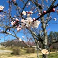 アンズ,頂き物,お土産,GSのみなさんに感謝♡,今日のお花の画像