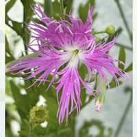カワラナデシコ,白花カワラナデシコ,エゾカワラナデシコ(蝦夷河原撫子),GS繋がり,平和を願うの画像
