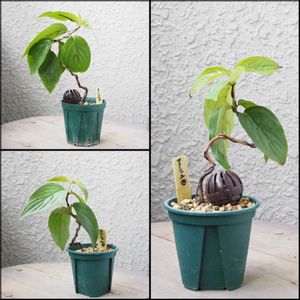 盆栽,小品盆栽,山野草,バルコニー/ベランダの画像