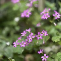 ブラックベリー,レモン,ムラサキカタバミ,すだち,ミョウガの画像