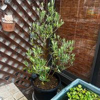 オリーブ,オリーブ シプレッシーノ,玄関アプローチの画像