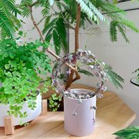 ハートカズラ,ハートカズラ斑入り《レディハート》,多肉植物,観葉植物,リビングの画像