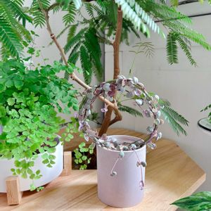 ハートカズラ,ハートカズラ斑入り《レディハート》,多肉植物,観葉植物,リビングの画像