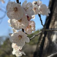 アンズ,アンズ,バラ科,今日のお花,小石川植物園の画像